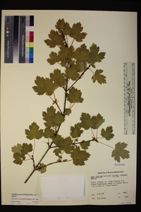 Acer glabrum var. glabrum image